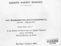 Protomyces macrosporus image